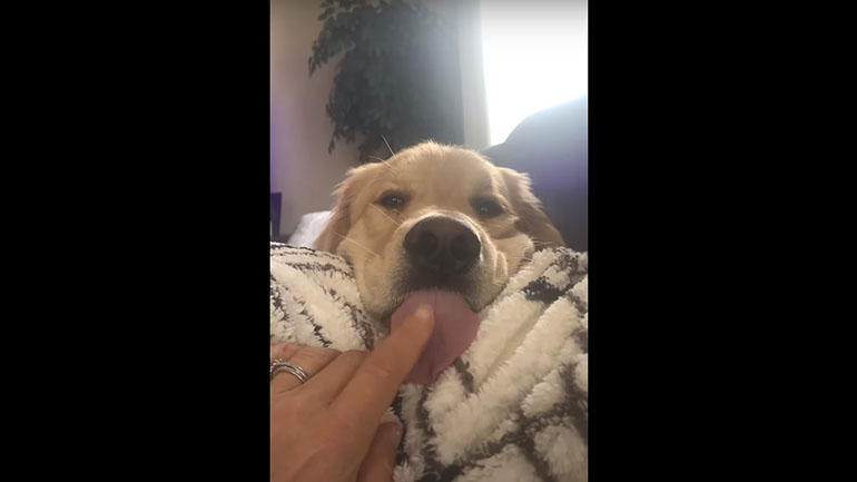 Ένας αξιολάτρευτος τεμπέλης